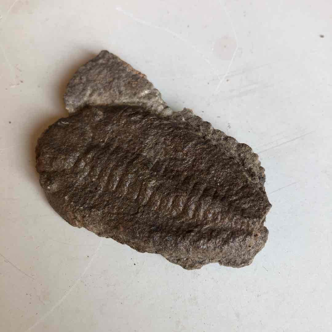 三葉虫化石　モロッコ産　現在輸出禁止になりました 三葉虫の化石 モロッコ産 0003モロッコ産三葉虫化石