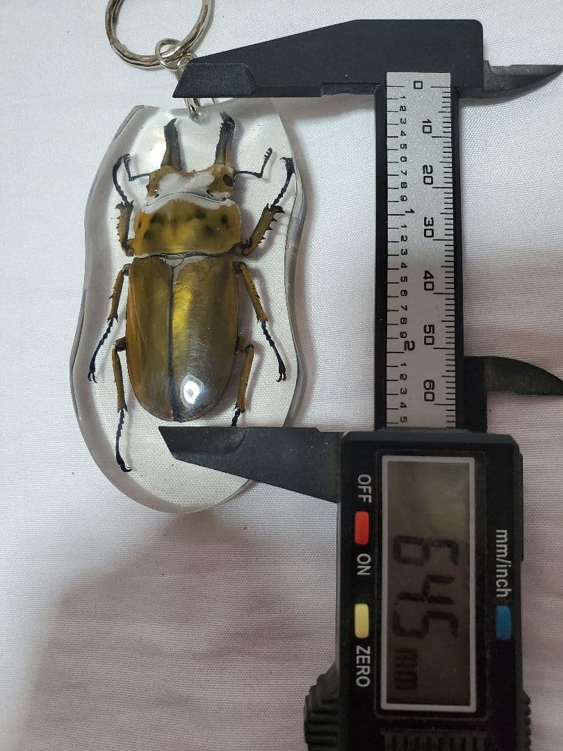 ベトナム産 マイシカクワガタ 45mm ベトナムのクワガタムシ Lucanidae